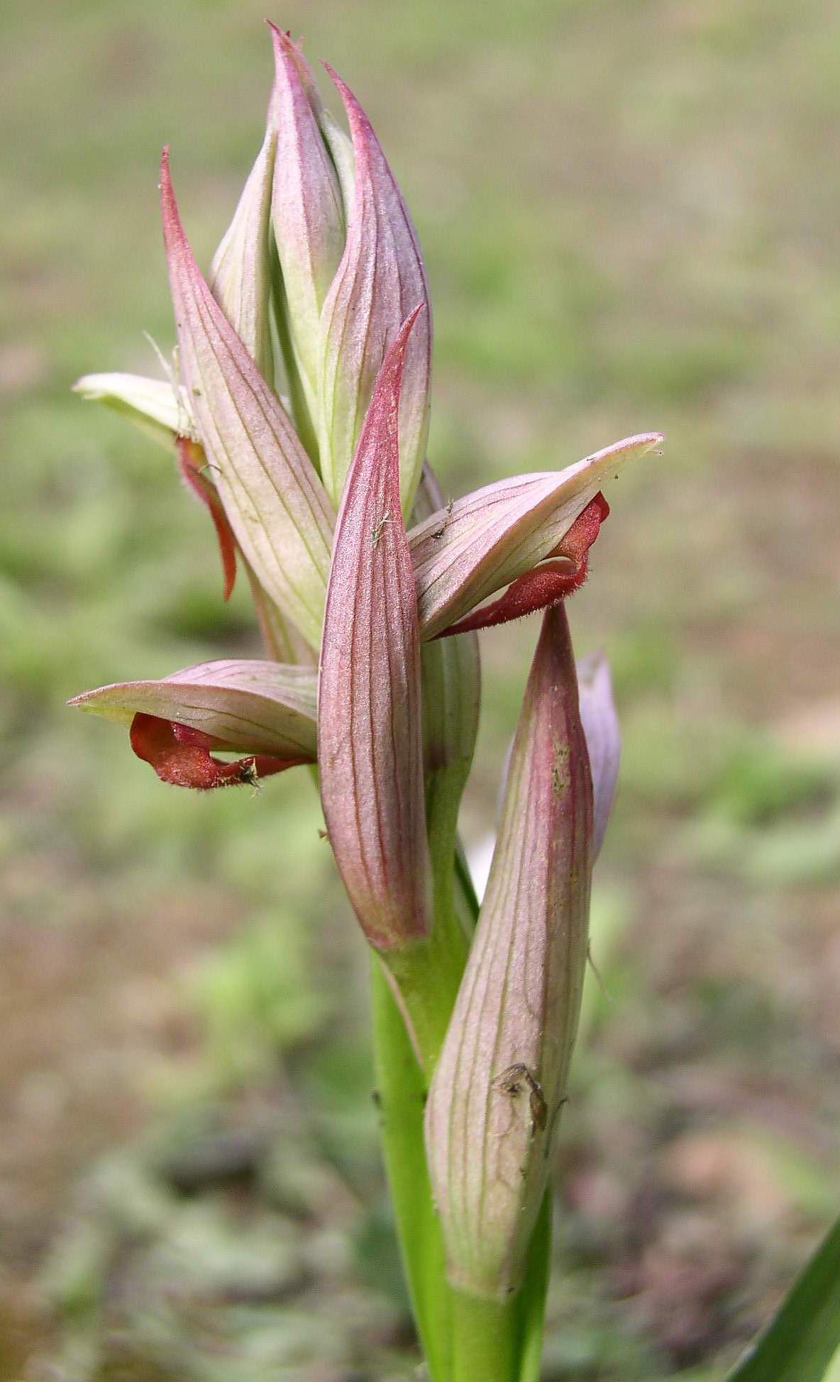 Serapias parviflora